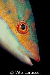 Fishs - Coris julis (female) by Vito Lorusso 